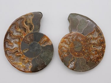 MAPLE LEAF PATTERN AMMONITE PAIR ROCK STONE LAPIDARY SPECIMEN