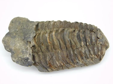 TRILOBITE FOSSIL ROCK STONE LAPIDARY SPECIMEN