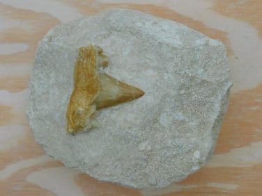 SHARK TOOTH IN MATRIX ROCK STONE LAPIDARY SPECIMEN