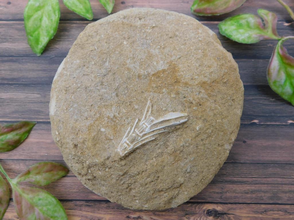 FOSSIL BONE IN MATRIX ROCK STONE LAPIDARY SPECIMEN: FOSSIL BONE IN MATRIX ROCK STONE LAPIDARY SPECIMEN