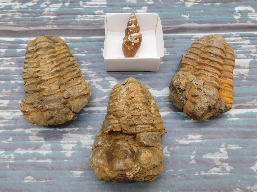 MIXED FOSSIL LOT ROCK STONE LAPIDARY SPECIMEN: MIXED FOSSIL LOT ROCK STONE LAPIDARY SPECIMEN