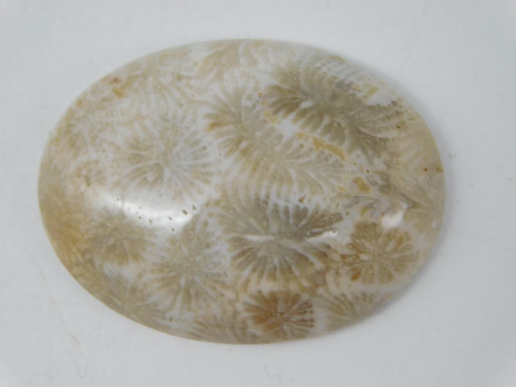 CORAL FOSSIL CABOCHON ROCK STONE LAPIDARY SPECIMEN: CORAL FOSSIL CABOCHON ROCK STONE LAPIDARY SPECIMEN