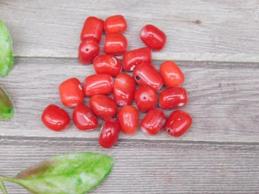 Red Coral Beads Lot with Drilled Holes