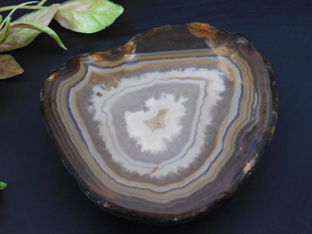Polished Agate Geode Slice with Natural Bands: This lot features a polished agate geode slice with distinct natural banding patterns. The slice exhibits a mix of brown, cream, and gray tones, with a central crystalline formation. Edges retain some