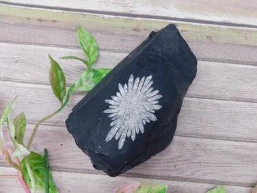 Chrysanthemum Stone Rock Stone Lapidary Specimen