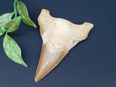Fossilized Shark Tooth Specimen