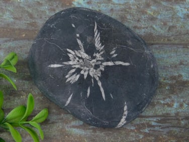 Chrysanthemum Stone Rock Stone Lapidary Specimen