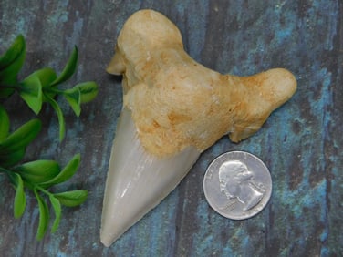 Fossilized Shark Tooth with Natural Matrix
