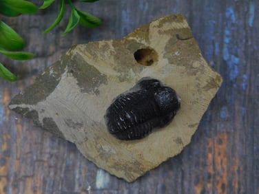 Trilobite Fossil in Matrix Display Piece