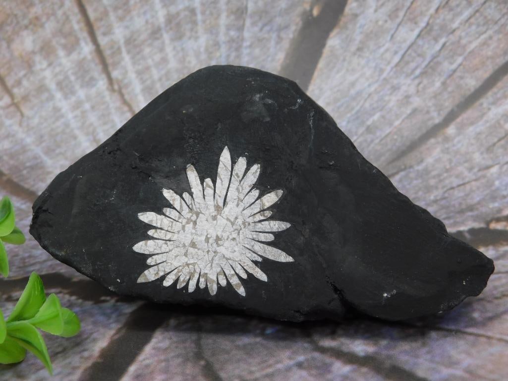 Chrysanthemum Stone Rock Stone Lapidary Specimen: Includes measurement reference for scale. Ideal for collectors or enthusiasts.