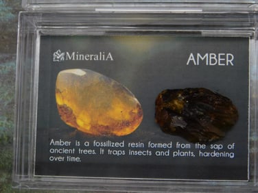 Mineralia Amber Fossil Resin Display