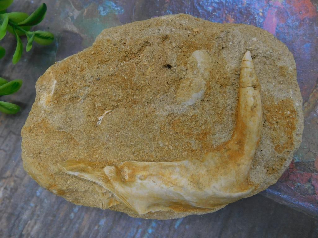 Fossilized Tooth Embedded in Sedimentary Rock: This lot features a fossilized tooth embedded in a sedimentary rock matrix. The fossil appears intact and protrudes from the light brown matrix, showcasing its original structure. The rock measures wi