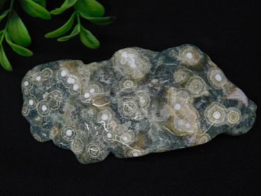 Polished Orbicular Jasper Specimen Weighing 72 Grams