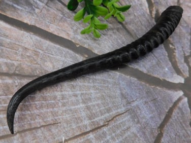 Black Fossilized Horn Specimen