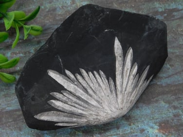 Chrysanthemum Stone Rock Stone Lapidary Specimen
