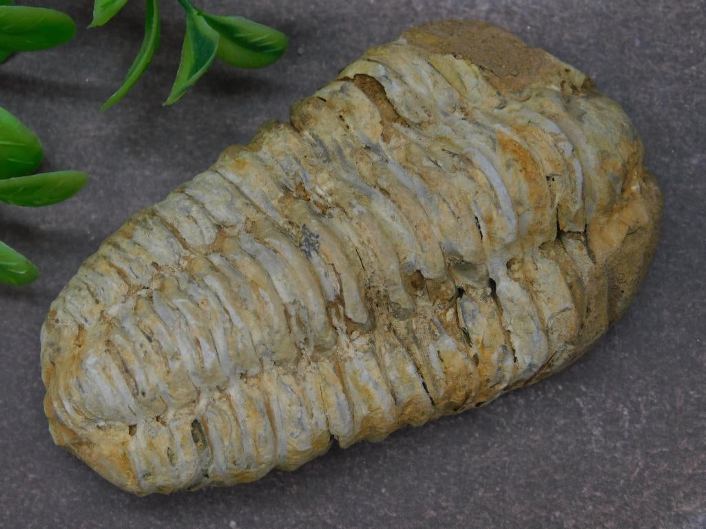 Fossilized Trilobite Specimen on Stone Base: Fossilized trilobite specimen, showcasing detailed preserved thoracic segments, cephalon, and pygidium. Set on a natural stone base, this item is ideal for fossil enthusiasts or collectors. Scale refe