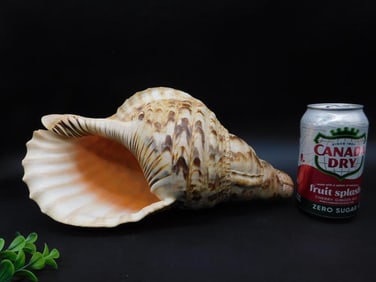 Large Seawater Conch Shell With Variegated Patterning