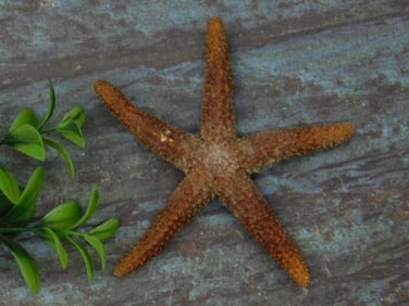 Dried Starfish with Textured Surface