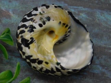 Black and Yellow Spiral Seashell