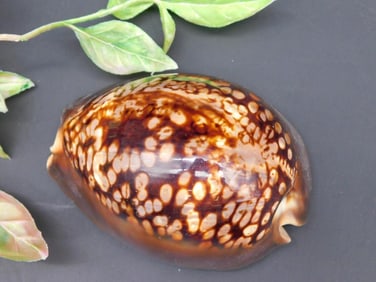 Cowrie Shell with Spotted Brown Pattern