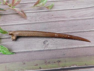 Animal Bone Specimen Approximately 7 Inches in Length