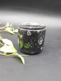 ORTHOCERAS TRINKET BOX