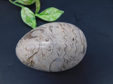 Polished Fossilized Stone in Egg Shape