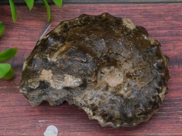 KNOBBY AMMONITE FOSSIL ROCK STONE LAPIDARY SPECIMEN