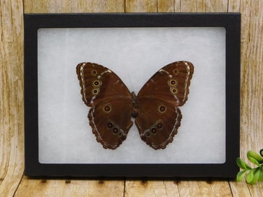 FRAMED BUTTERFLY ROCK STONE LAPIDARY SPECIMEN