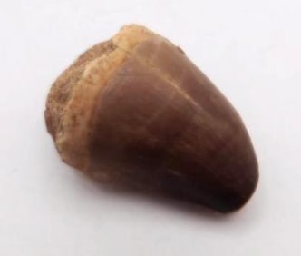 DINOSAUR TOOTH ROCK STONE LAPIDARY SPECIMEN