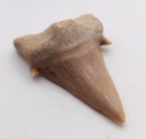 SHARK TOOTH ROCK STONE LAPIDARY SPECIMEN