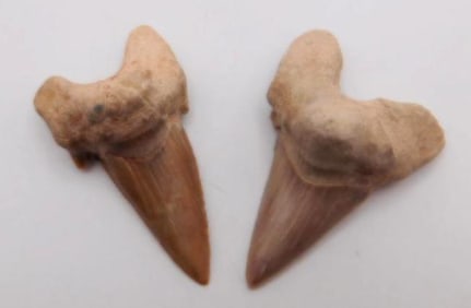 SHARK TOOTH ROCK STONE LAPIDARY SPECIMEN