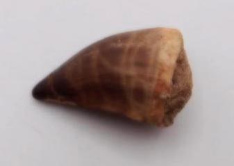 DINOSAUR TOOTH ROCK STONE LAPIDARY SPECIMEN