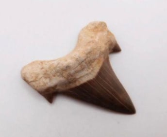 SHARK TOOTH ROCK STONE LAPIDARY SPECIMEN