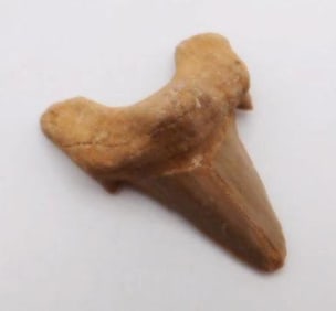 SHARK TOOTH ROCK STONE LAPIDARY SPECIMEN