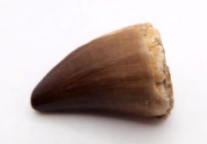 DINOSAUR TOOTH ROCK STONE LAPIDARY SPECIMEN