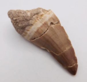 SPINOSAURUS TOOTH ROCK STONE LAPIDARY SPECIMEN