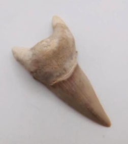 SHARK TOOTH ROCK STONE LAPIDARY SPECIMEN