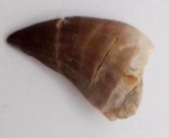 DINOSAUR TOOTH ROCK STONE LAPIDARY SPECIMEN
