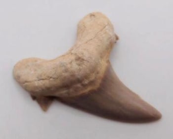 SHARK TOOTH ROCK STONE LAPIDARY SPECIMEN