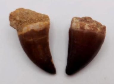 DINOSAUR TEETH ROCK STONE LAPIDARY SPECIMEN