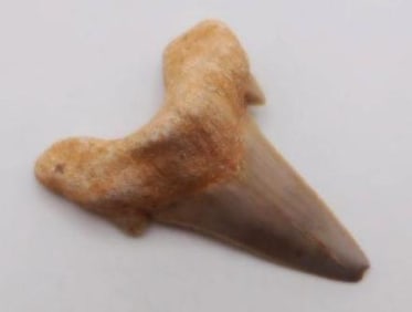 SHARK TOOTH ROCK STONE LAPIDARY SPECIMEN