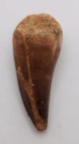 SPINOSAURUS TOOTH ROCK STONE LAPIDARY SPECIMEN