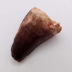 DINOSAUR TOOTH ROCK STONE LAPIDARY SPECIMEN