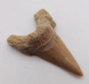 SHARK TOOTH ROCK STONE LAPIDARY SPECIMEN