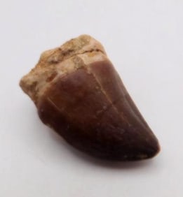 DINOSAUR TOOTH ROCK STONE LAPIDARY SPECIMEN