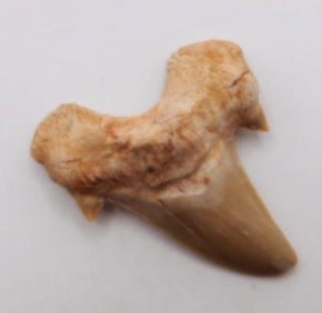 SHARK TOOTH ROCK STONE LAPIDARY SPECIMEN