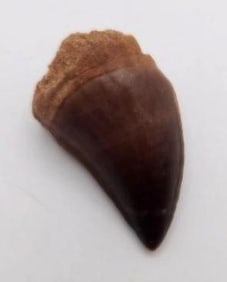 DINOSAUR TOOTH ROCK STONE LAPIDARY SPECIMEN