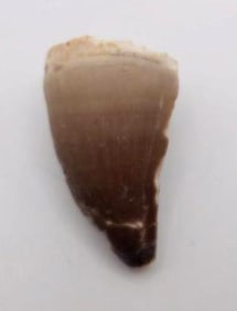 DINOSAUR TOOTH ROCK STONE LAPIDARY SPECIMEN