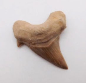 SHARK TOOTH ROCK STONE LAPIDARY SPECIMEN